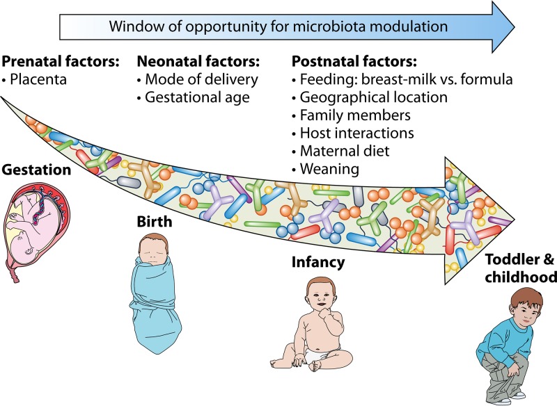 evoluzione microbiota 
microbiota modulation