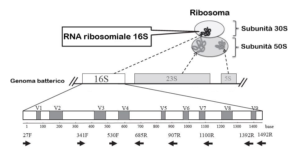 Sequenziamento gene ribosomiale 16S rRNA