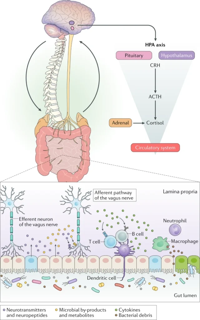 Asse intestino-microbiota-cervello