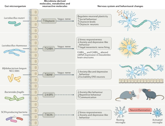 Studi interazione microbiota cervello